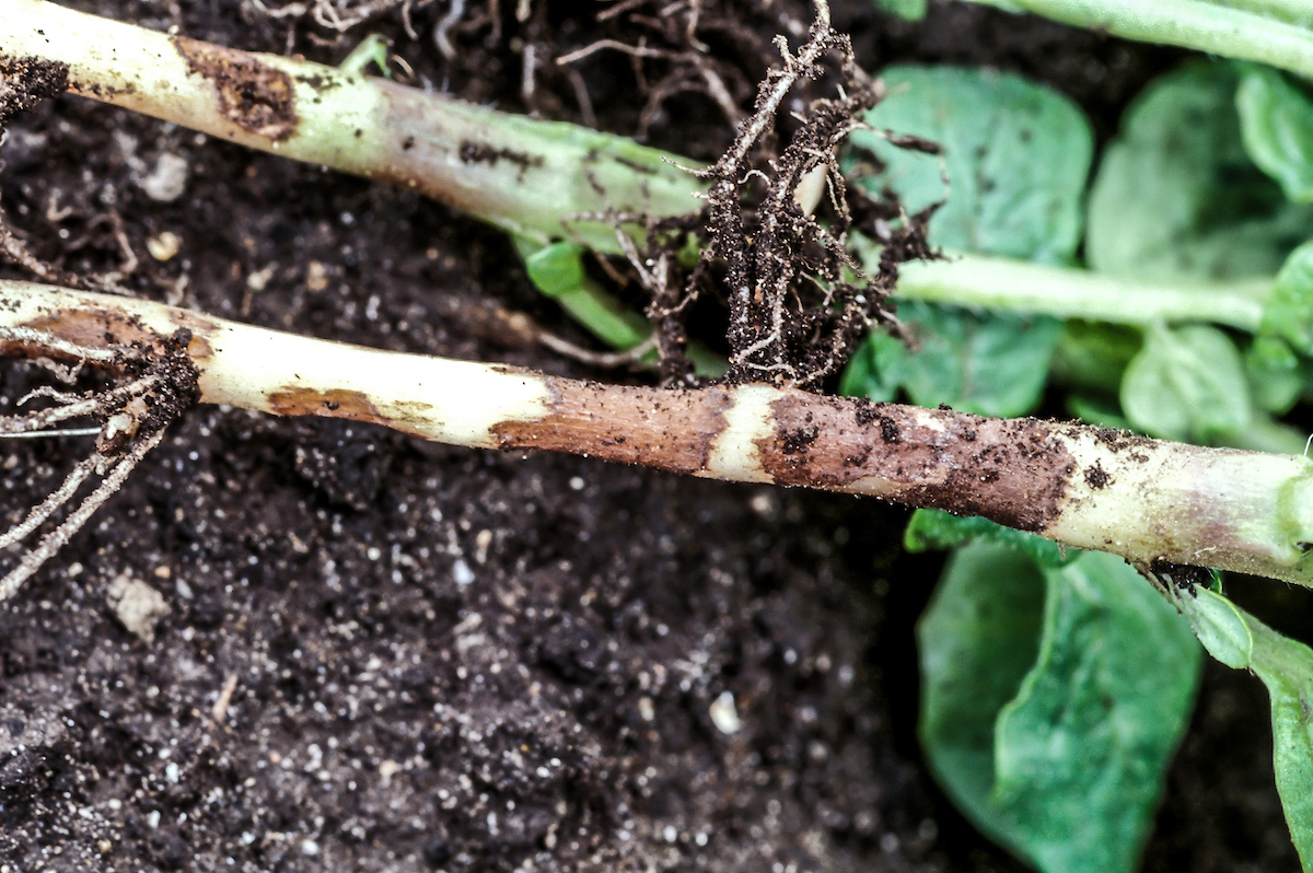 potato plant stem showing sign of disease