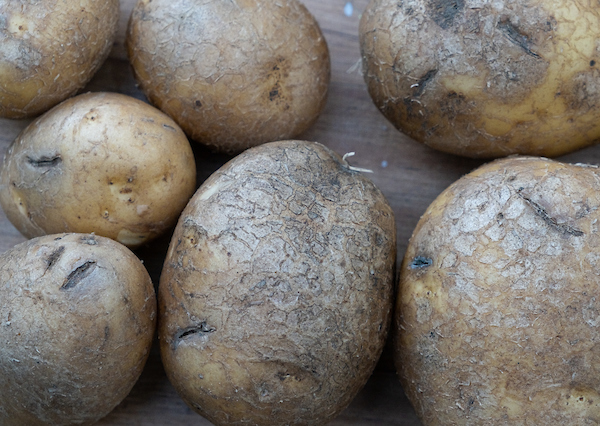 silver scurf on potatoes