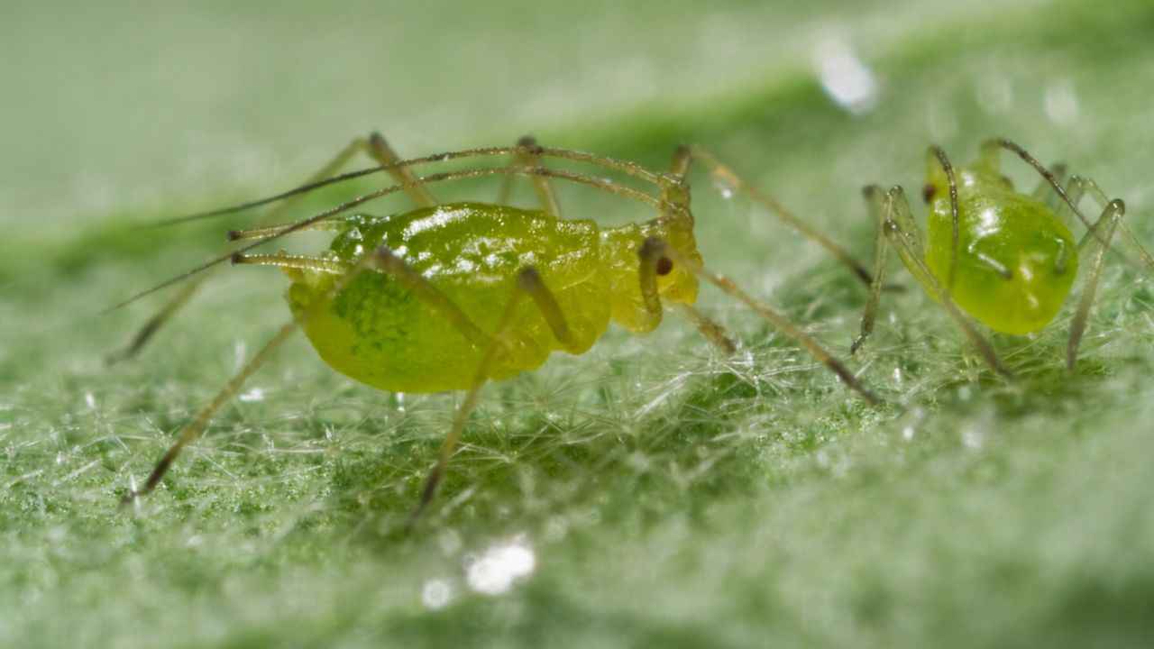 close up image of two aphids