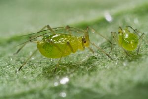 close up image of two aphids