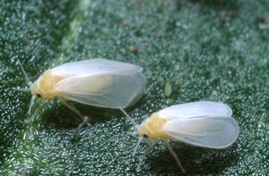 close up image of whitefly