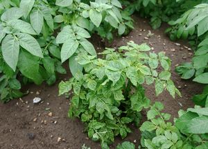 Potato crop with virus between two healthy crops