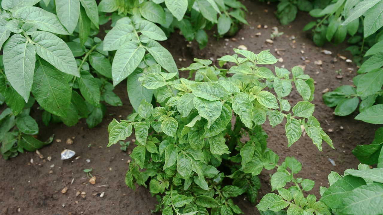 potato plant showing virus symptoms