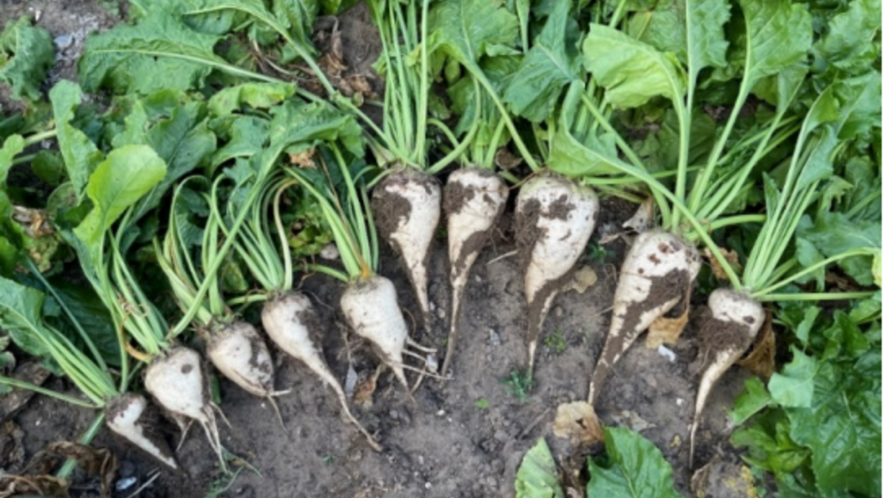Image of untreated and treated sugar beet plants