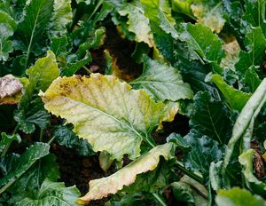 Sugar beet leaves showing virus yellows symptoms