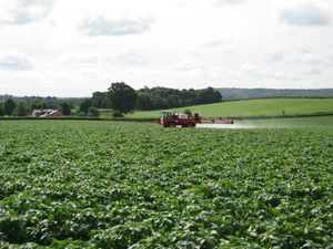 Potato field being sprayed