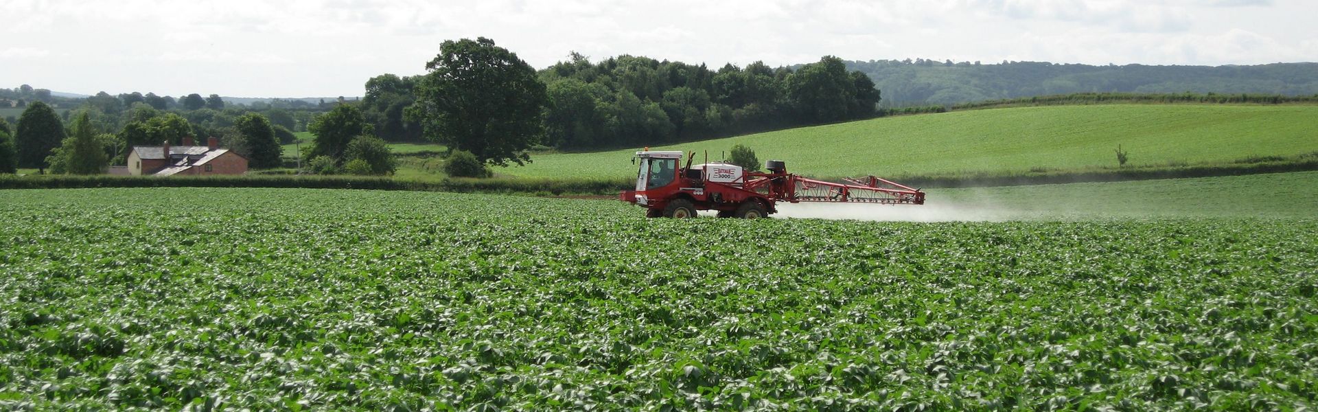 spraying in a potato field