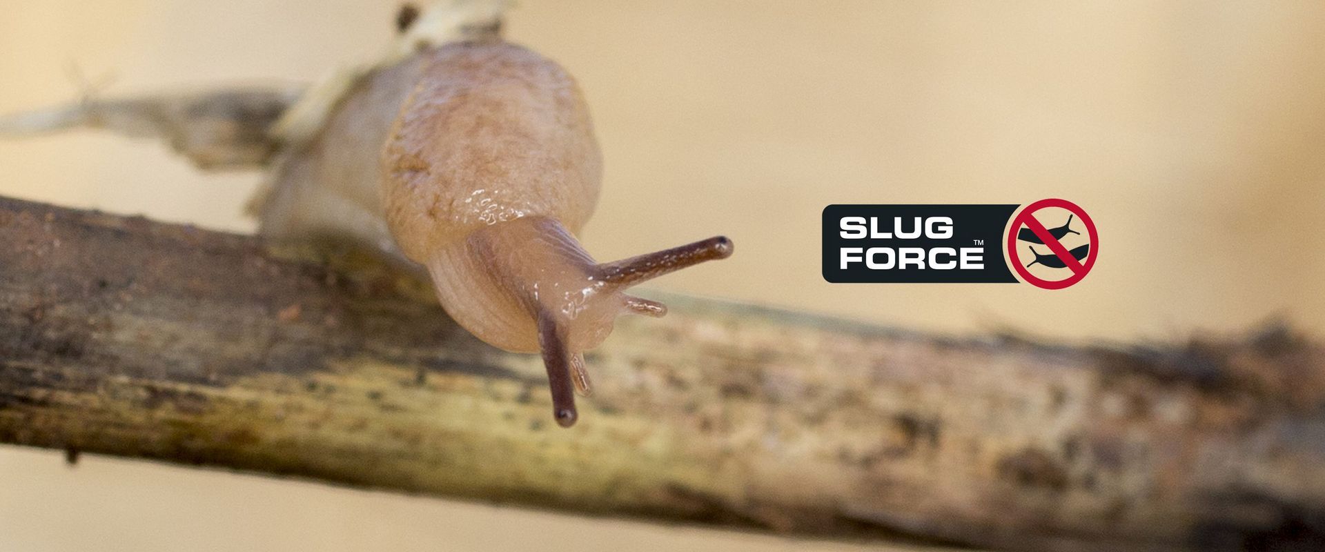 close up of slug