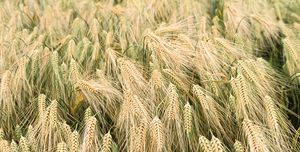 field or ripe winter barley
