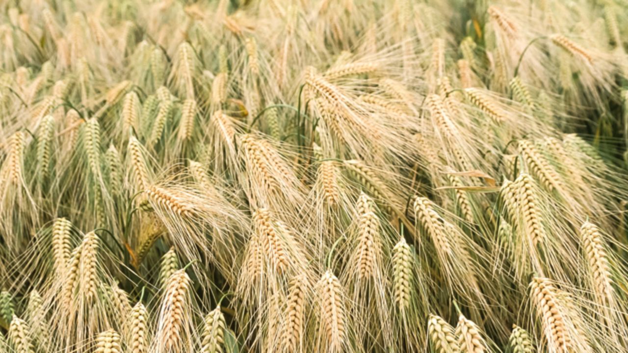 field or ripe winter barley