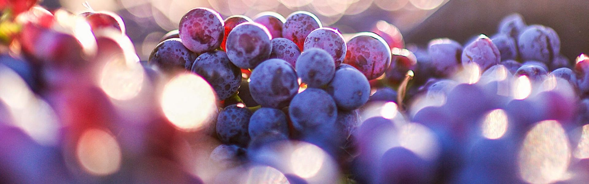 vine grapes in sunlight