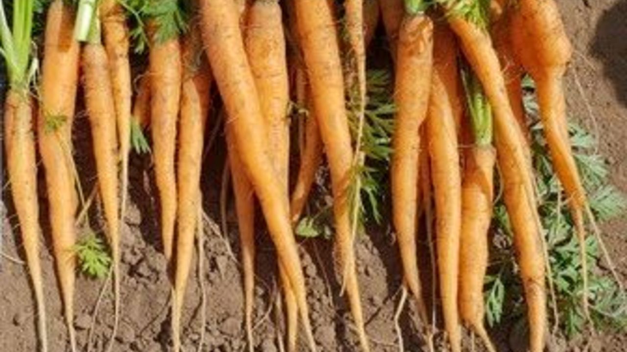 treated carrots lined up