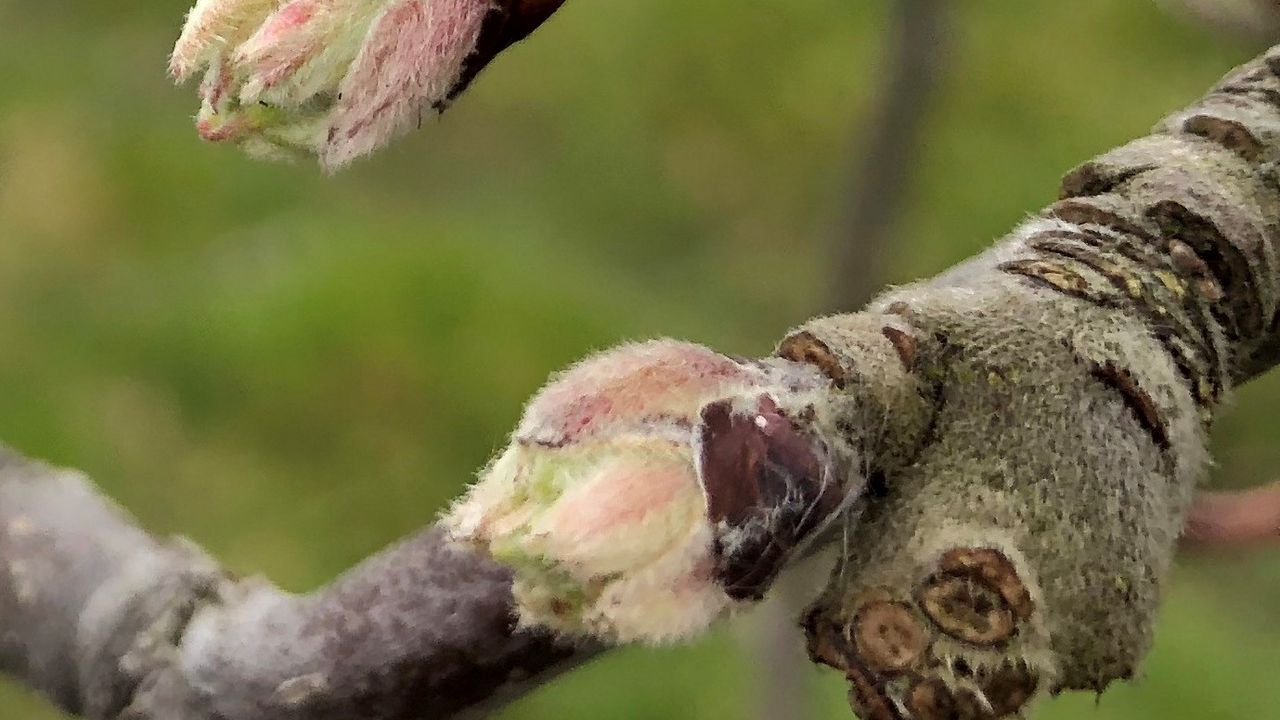 close up of apple tree branch at bud burst