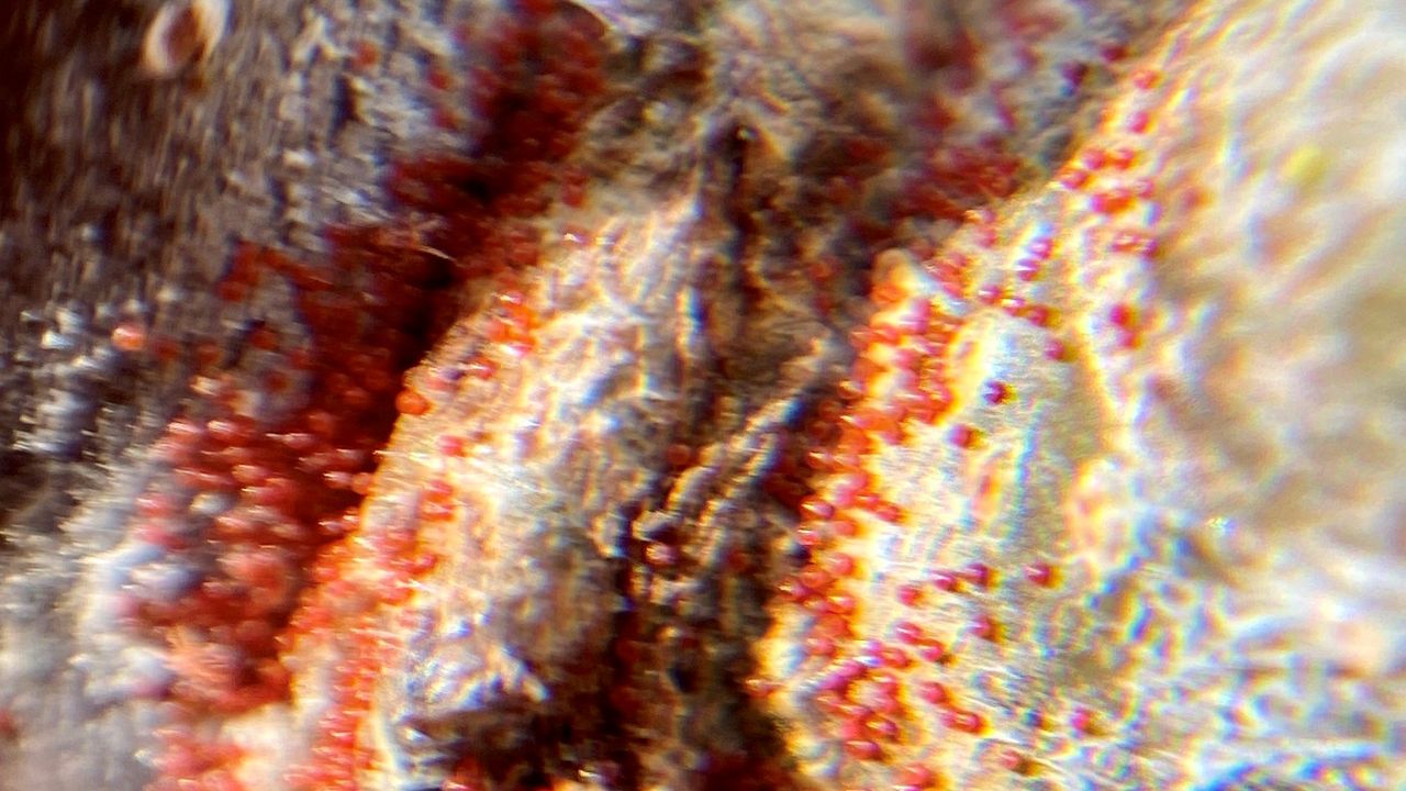 microscope image of mite larvae
